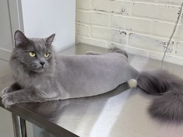 Photo of Lion Cut