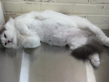 Photo of Teddy Belly- Add-On