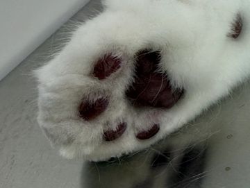 Photo of Toe Tuft Trim- Add-On