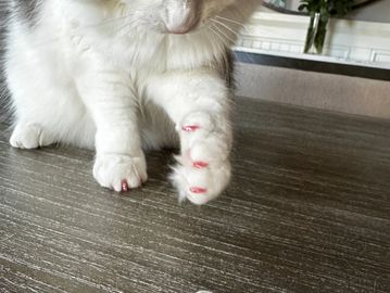 Photo of Nail Caps- Add-On