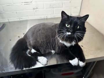 Phot oof Comb Cut