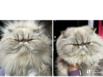 Photo of Ruff Trim- Add-On