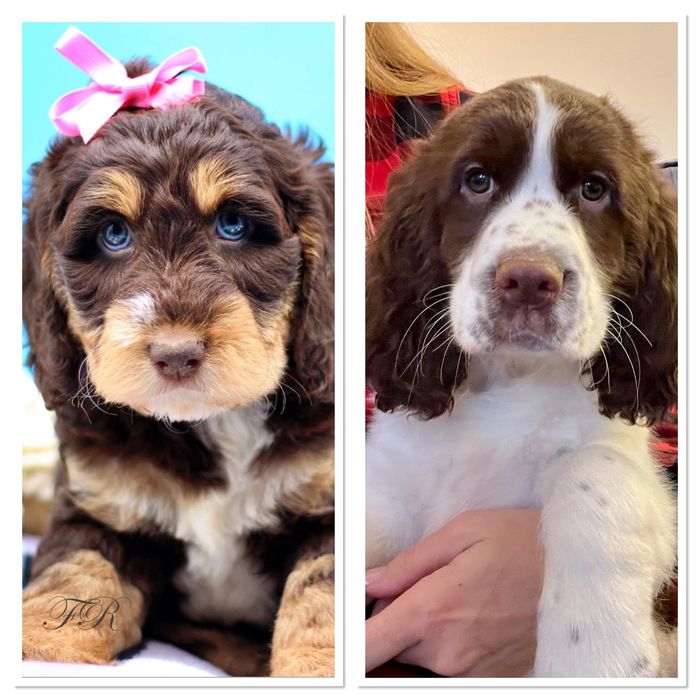 Family Raised Doodles Breeder, Doodles, English Springer Spaniels