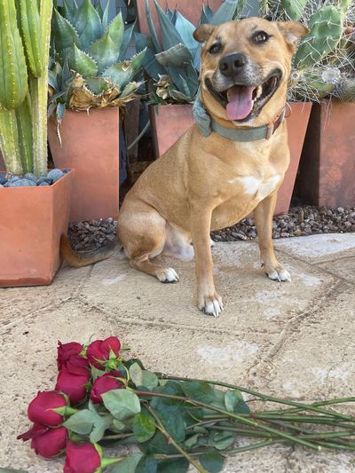 Happy dog sitting next to red roses and potted cacti.
