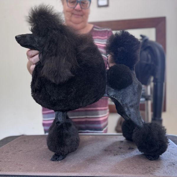 Black poodle being groomed by a woman.