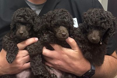 Three adorable black poodle puppies being held.