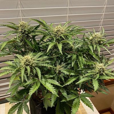 Bobby's Widow Autoflower Cultivar