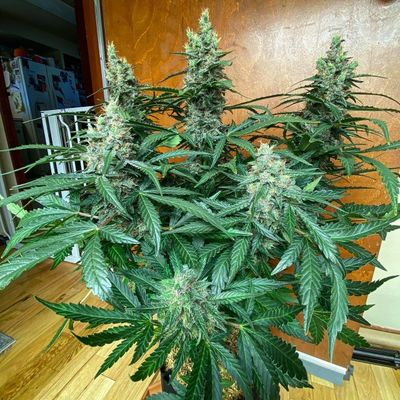 Coal Miner's Daughter Autoflower Cultivar