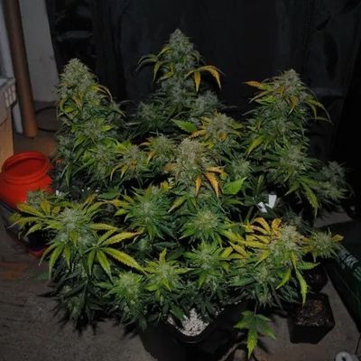 JEM Autoflower Cultivar