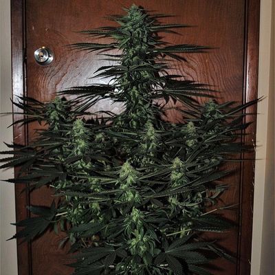 ALF #5 Autoflower Cultivar