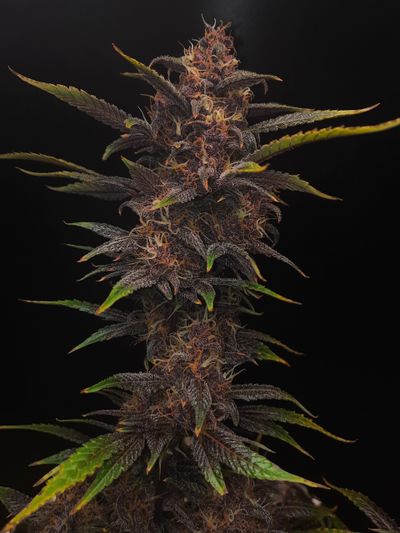 Black Strap Autoflower Cultivar