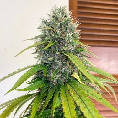 Damascus Autoflower Cultivar