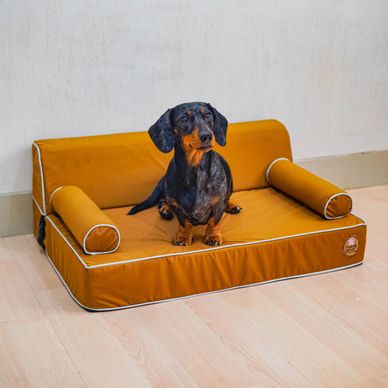 A dog sitting on a pet sofa bed.