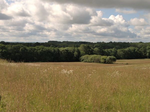 View from Ron Ward's Meadow (SSSI) looking south. Proposed site is behind first tree line.