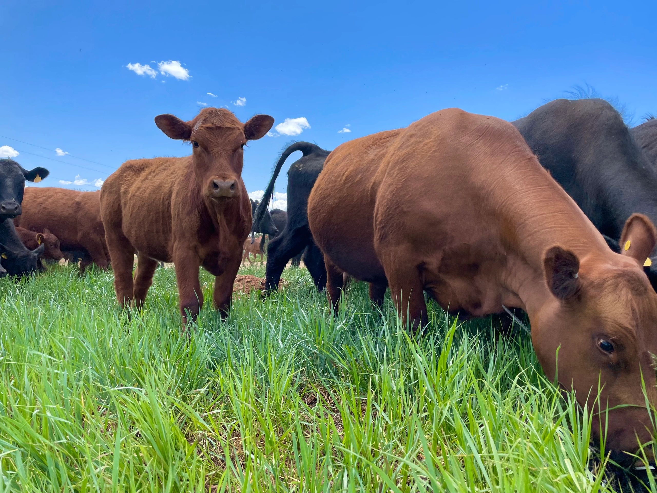 HighQuality Grass Fed and Finished Beef from Lanier Farms