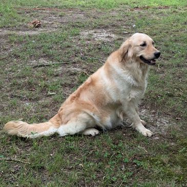 Beautiful Golden Retriever female sitting down 