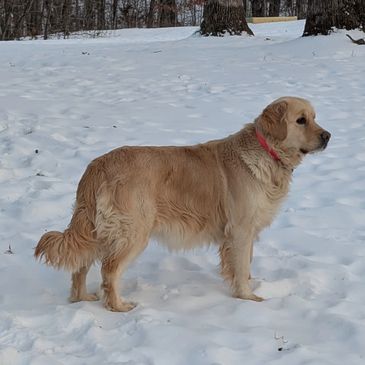 Adult Golden Retriever female standing in snow