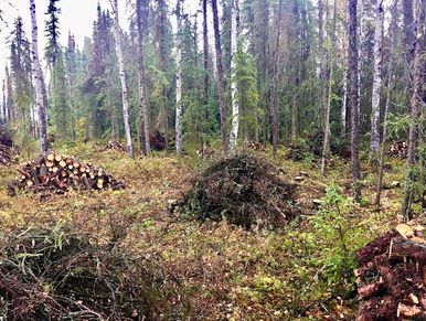 Tree workers reducing fire danger.  Separating brush and firewood for owner.  Fire reduction. 