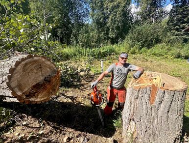 Tree felling.  Tree Cutter. Felling trees. tree service.  