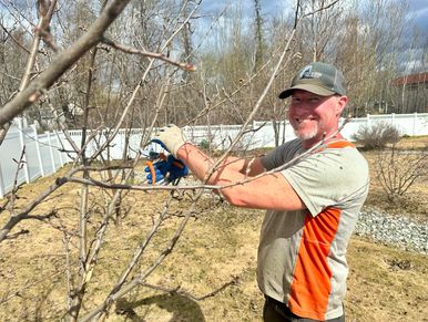 Pruning.  Tree trimming.  Limb removals. tree and shrub pruning.