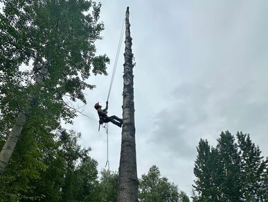 Arborist.  Tree climber.  tree removal.  tree service.  