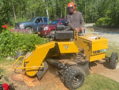 Tree worker stump grinding.  Stump grinder removing stump in Wasilla, AK.  