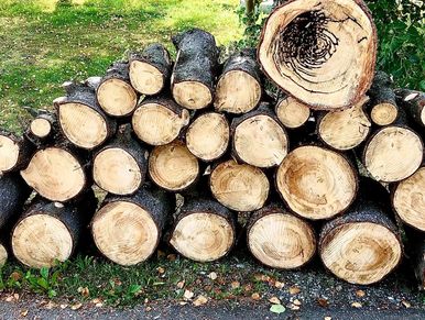 Stacked firewood.  White spruce.  Bark beetle damage.  Beetle kill.  Carpenter Ants.