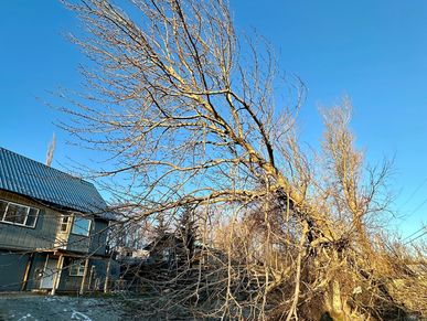 Hazardous tree.  Leaning tree.  Storm damage.  Wind damage. 