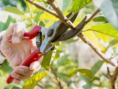 Pruning trees.  Pruning shears.  Ornamental and decorative shrub and tree being pruned in Alaska.