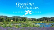 Growing Miracles Lavender Garden