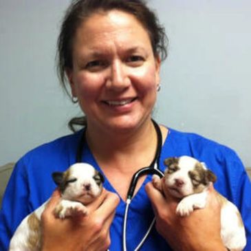 Patterson Veterinary Hospital Mentorship Page Patterson Veterinary Hospital Mentorship Page