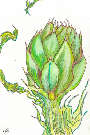 Artichoke, Flowers, pastel painting, Diana Rell Dean, drawings, botanicals, 