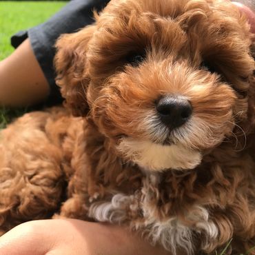 dog laying in human arms on grass