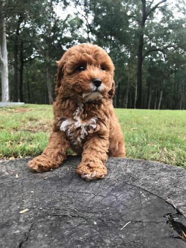 dog with two front feet on tree stump
