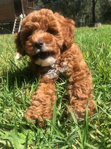 dog laying in grass with mouth open
