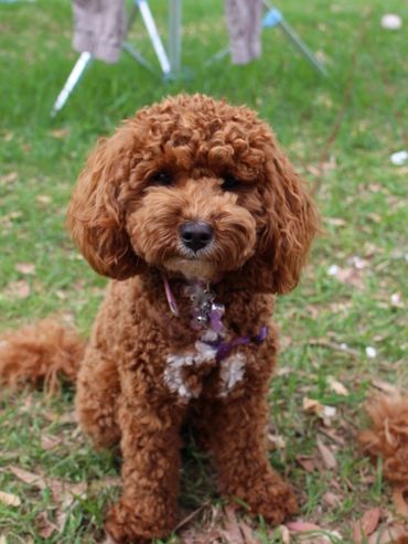 dog sitting on grass