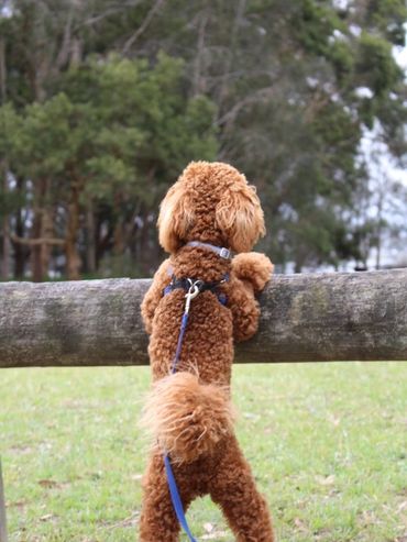 dog with two front legs on a wooden pole

