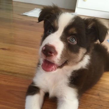 dog laying on wooden floors 
