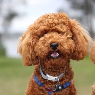 dog sitting while looking in camera