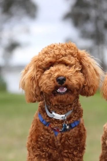 dog staring in camera while sitting
