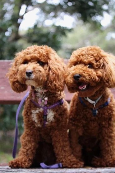 two dogs sitting on bench together
