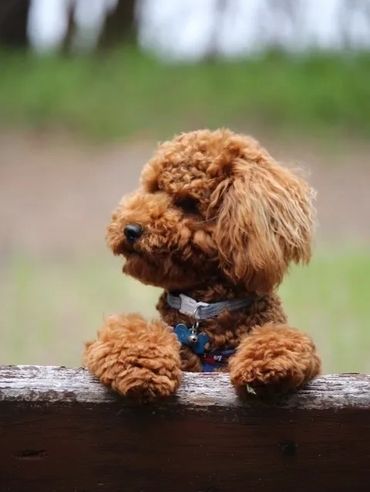dog with two front paws on bench head