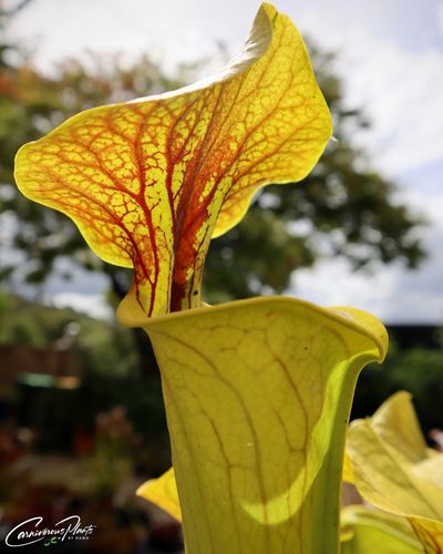 Sarracenia 'Sullivan's Legacy' from Owen at Strange World Carnivores