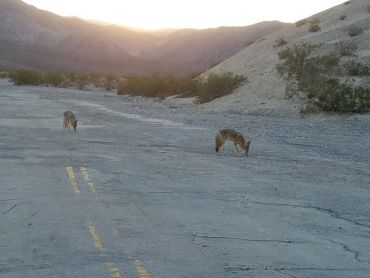 Two coyotes walking on an empty desert road at sunset.