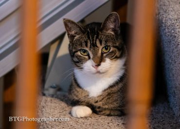A tabby cat with white paws resting on carpeted stairs.