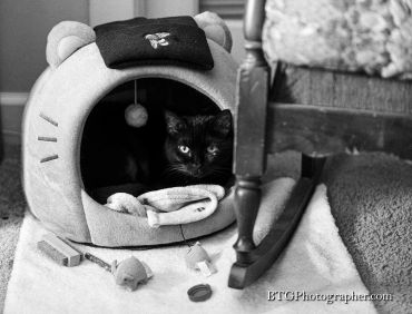 Black cat resting inside a cozy Hello Kitty cat bed with toys around.