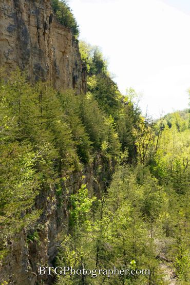 A rocky cliffside covered with dense green trees under bright sunlight.