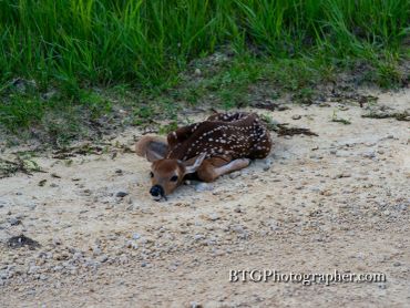 A young spotted deer fawn lying on a dirt path near grass.