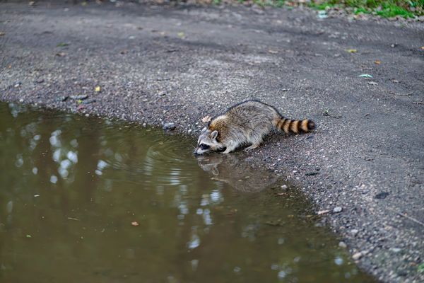 Raccoon Getting a Drink