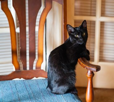A black cat sitting on a wooden chair with a blue cushion.